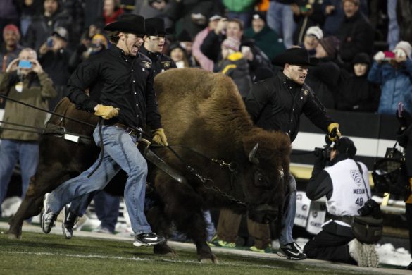 Ralphie V storms the field with her handlers before the start of the game against USC. (Robert R. Denton/CU Independent)