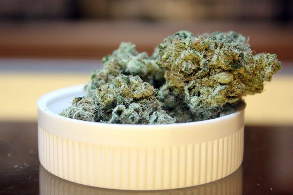 "White Slipper," a sativa strain, sits on a display case at the Terrapin Care Station. (Kai Casey/CU Independent)