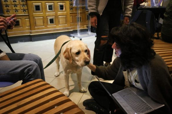 Bark Buddies helps students destress with therapy dogs