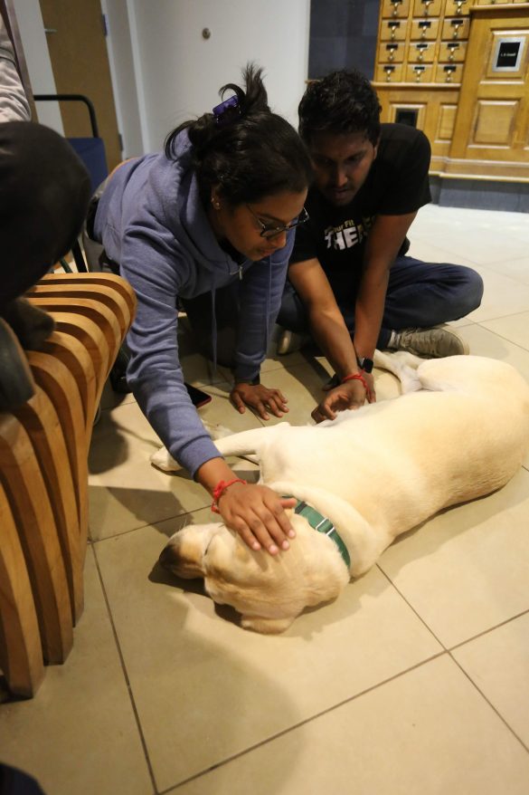 Bark Buddies helps students destress with therapy dogs