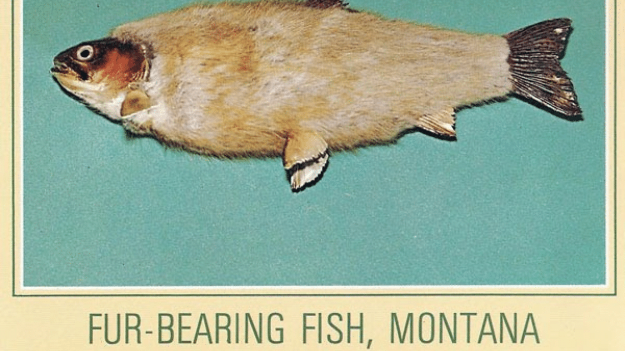 Cultural Significance and Enduring Appeal