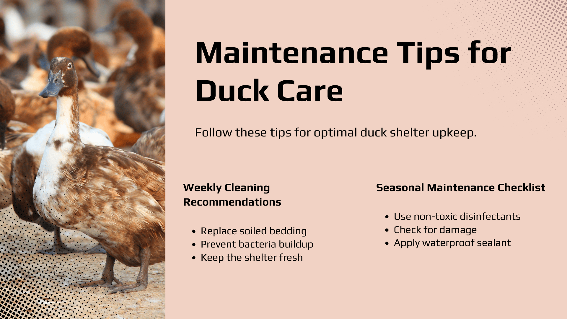 Maintenance Tips for Duck Care