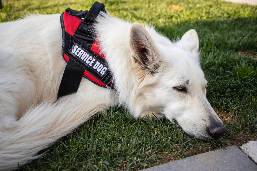 A service dog for autism resting in the grass