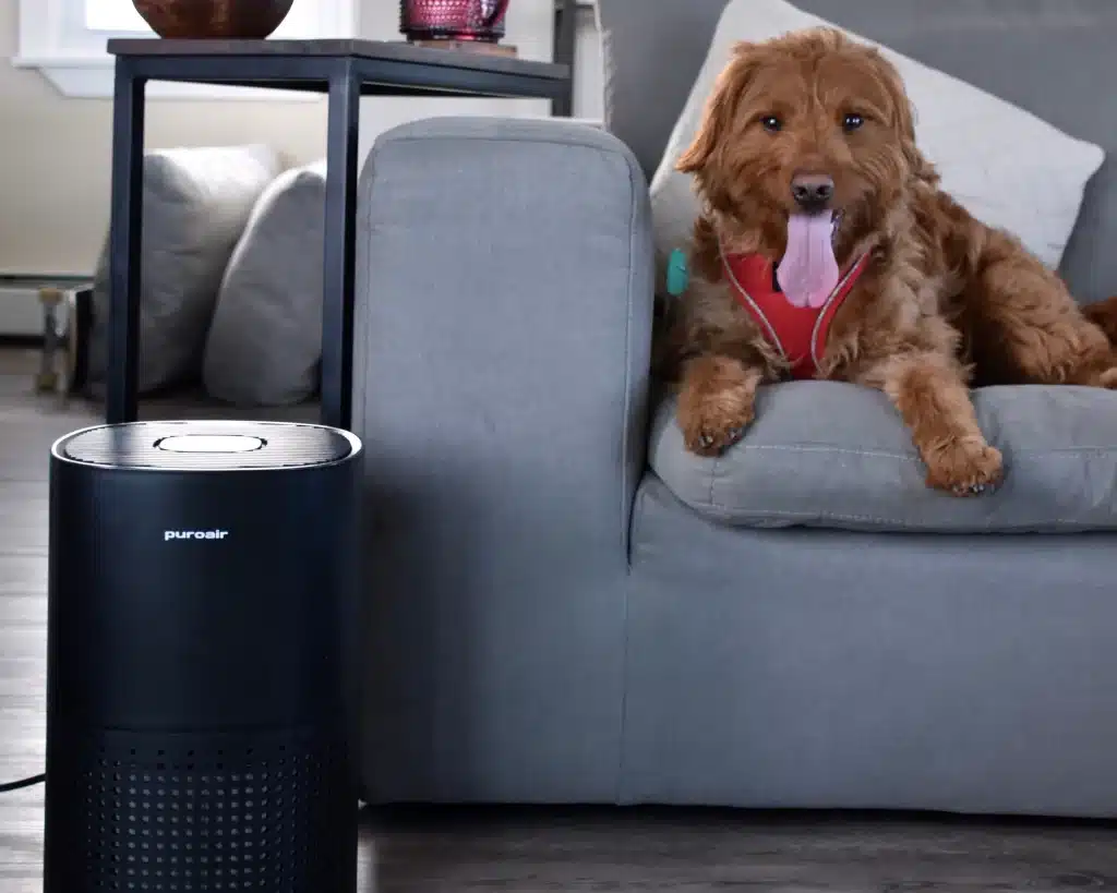 Pet Allergy Relief Tips For Colorado Families