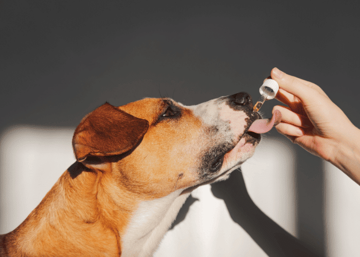 Choosing the Right Dog Supplement: A Guide to Improving Your Pup’s Well-being