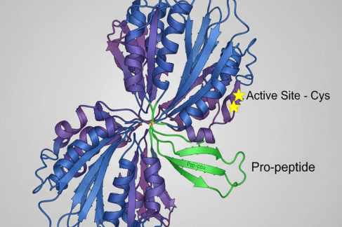 Role of Recombinant Cathepsin B Protein in Atherosclerosis Research