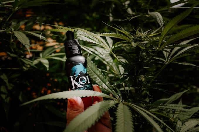 KOI CBD - Premium CBD mark: Your Ultimate Wellness Company