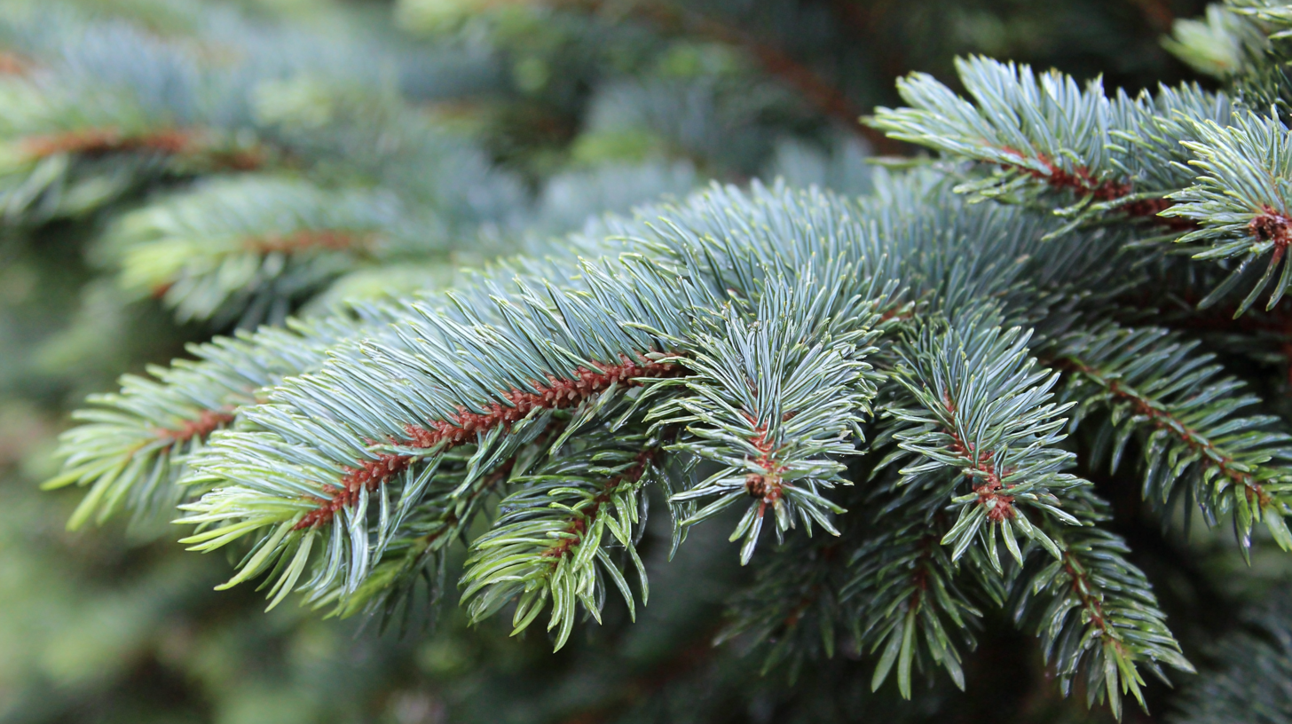 Silver Fir