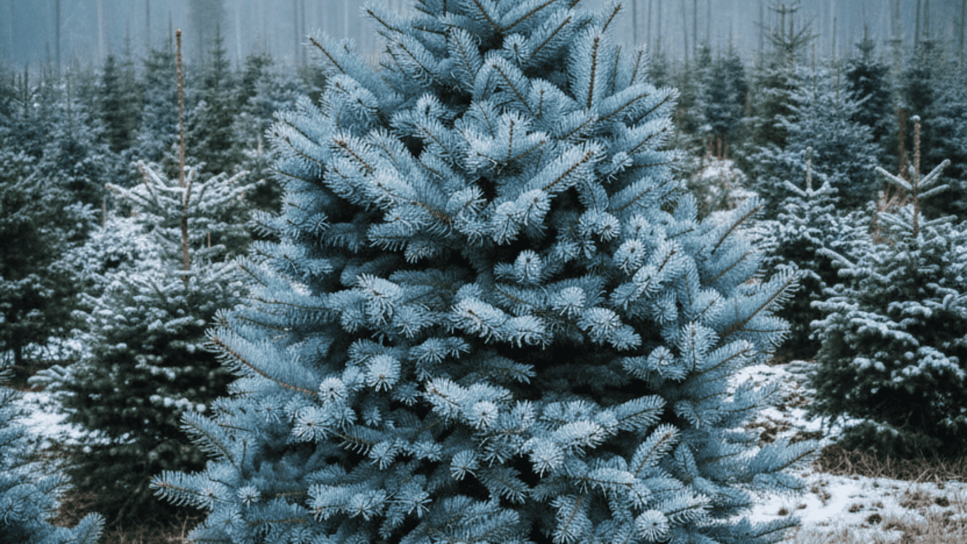blue spruce