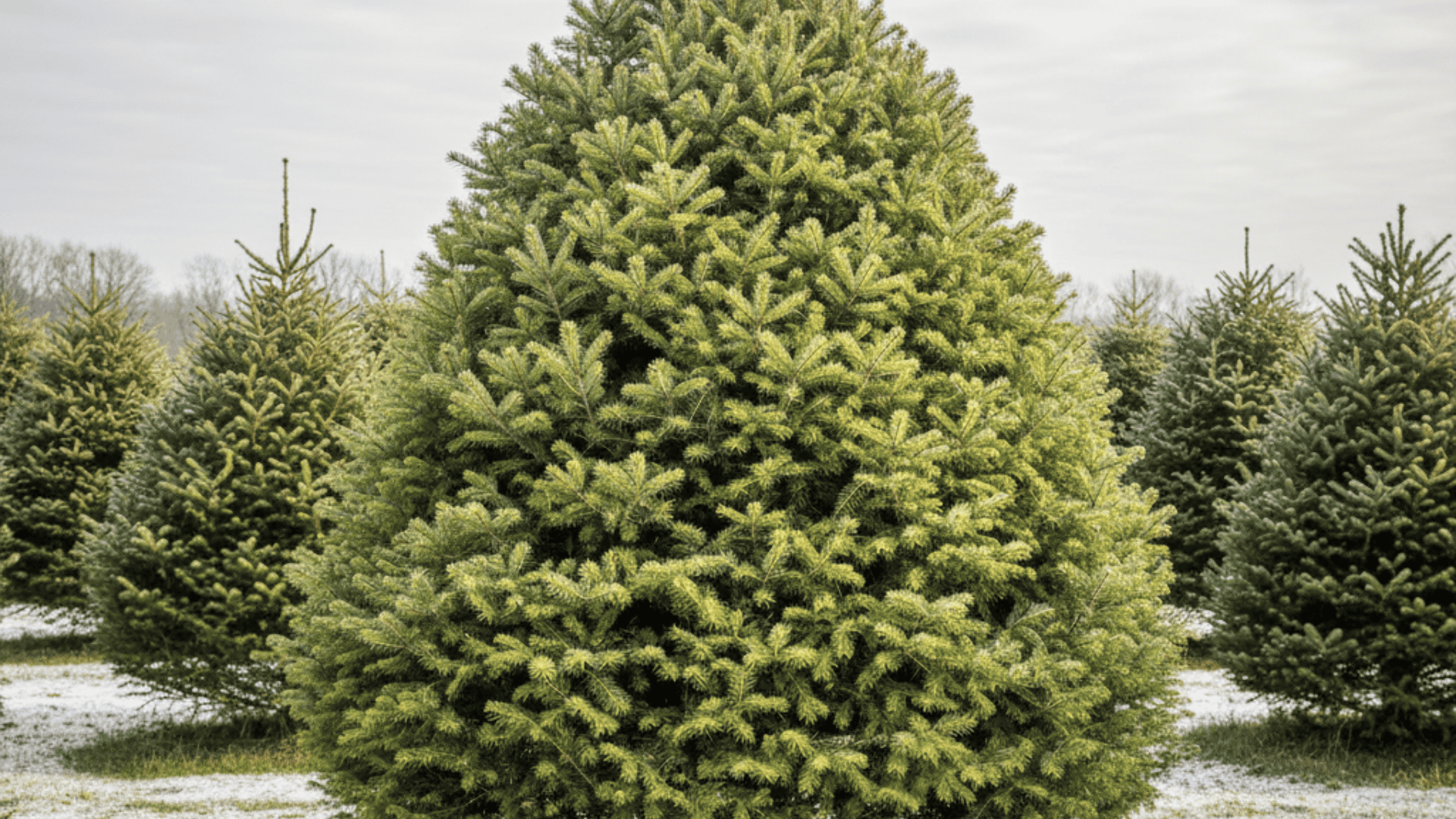 douglas fir