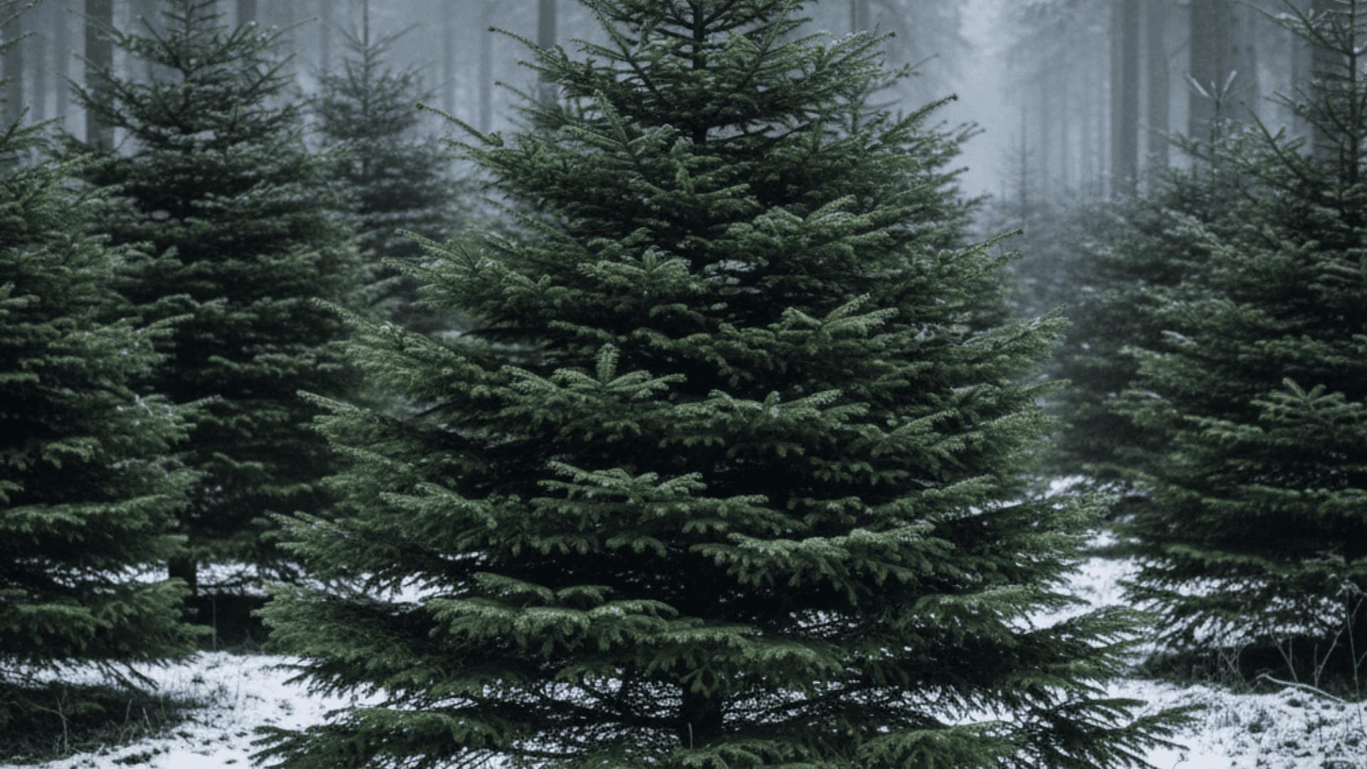 nordmann fir