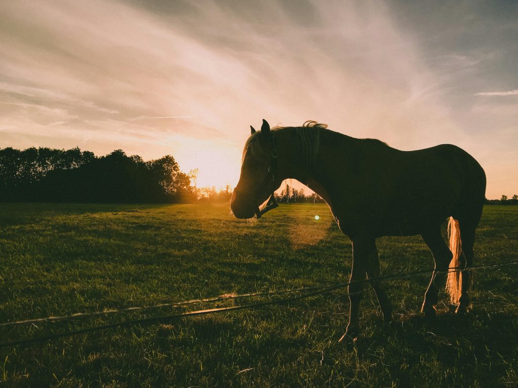 Is Your Horse Getting Enough Vitamins and Minerals? A Complete Supplement Guide