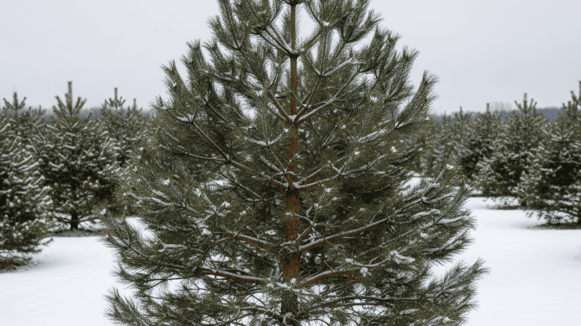 scotch pine
