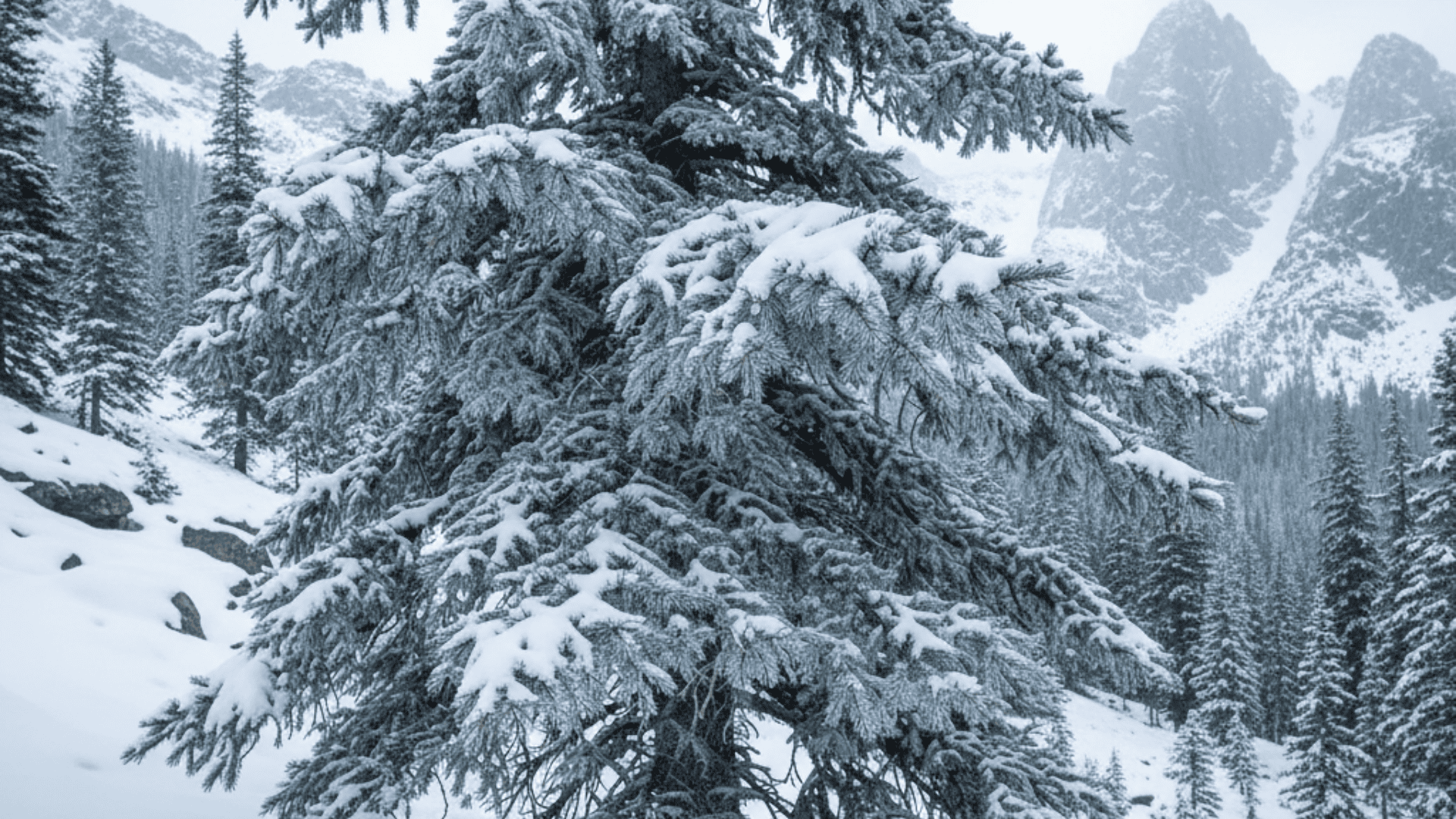white fir