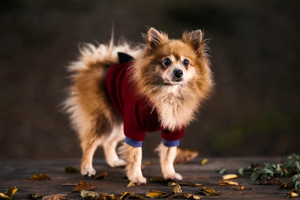 6 Best Dog Clothing Brands for Stylish Yet Functional Winter Outfits