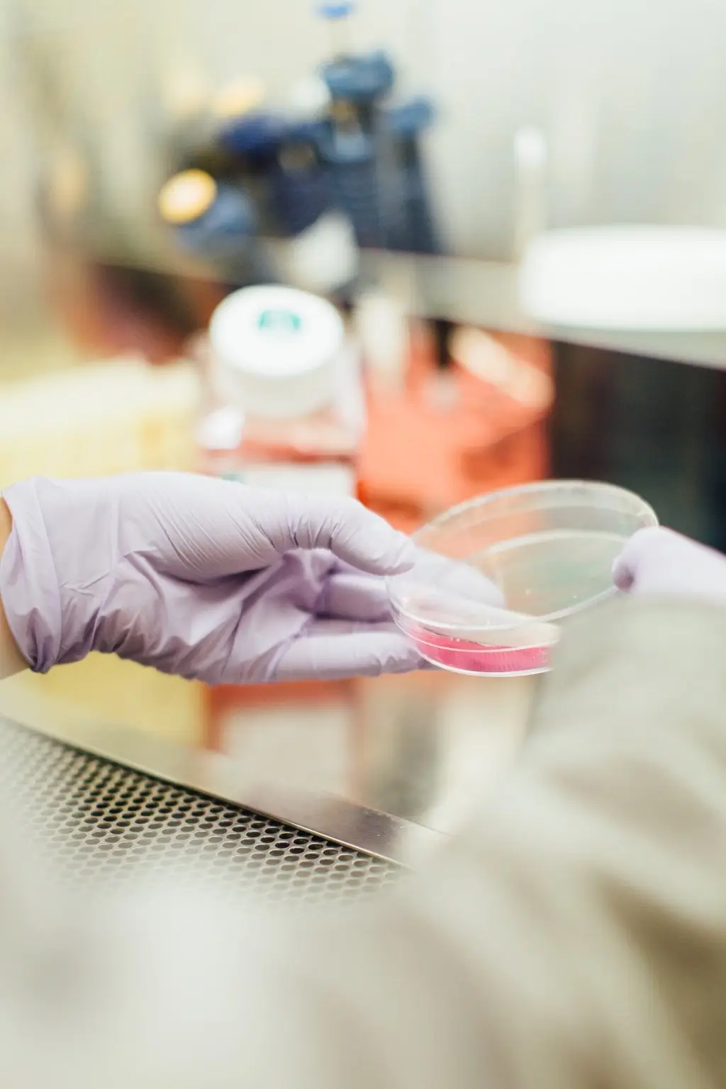 Gloved hands holding petri dish with pink liquid in laboratory setting