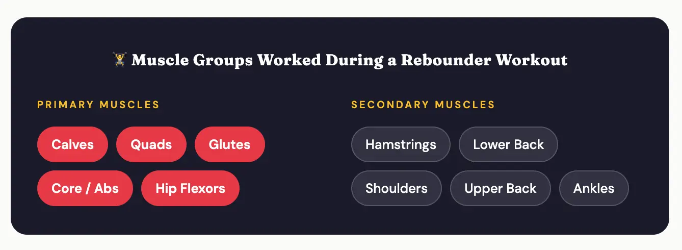 Infographic showing the primary and secondary muscle groups worked during a rebounder workout
