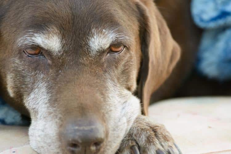 Senior Dogs and Fresh Food