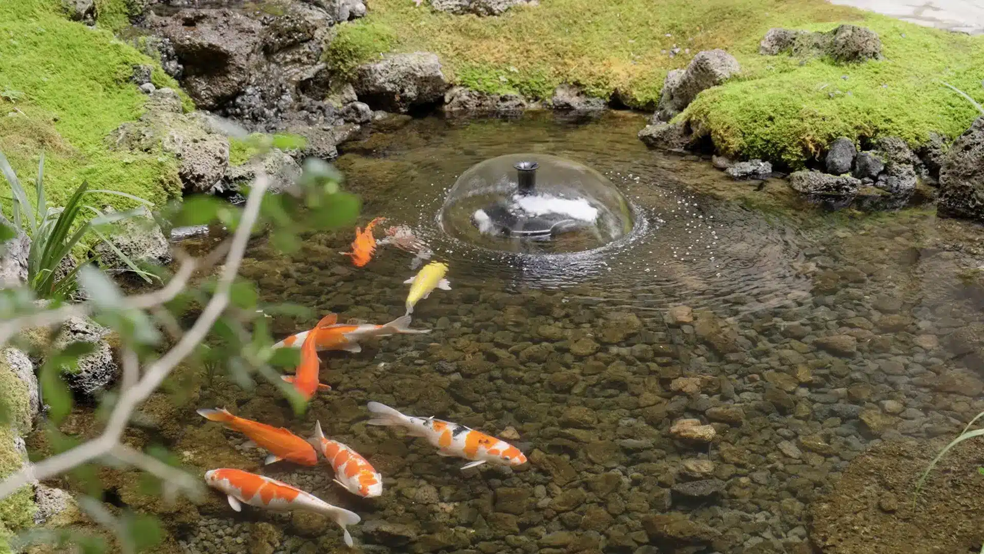 Koi fish swimming in a pond with moss-covered rocks and small fountain feature