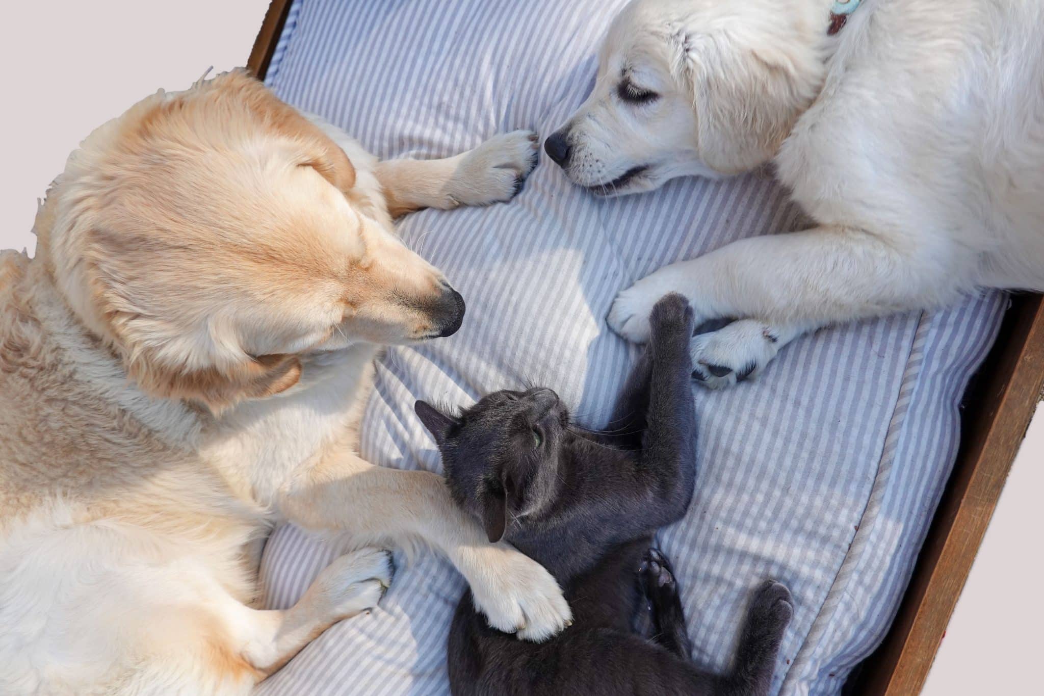 Top Causes of Hip and Joint Pain in Dogs and Cats