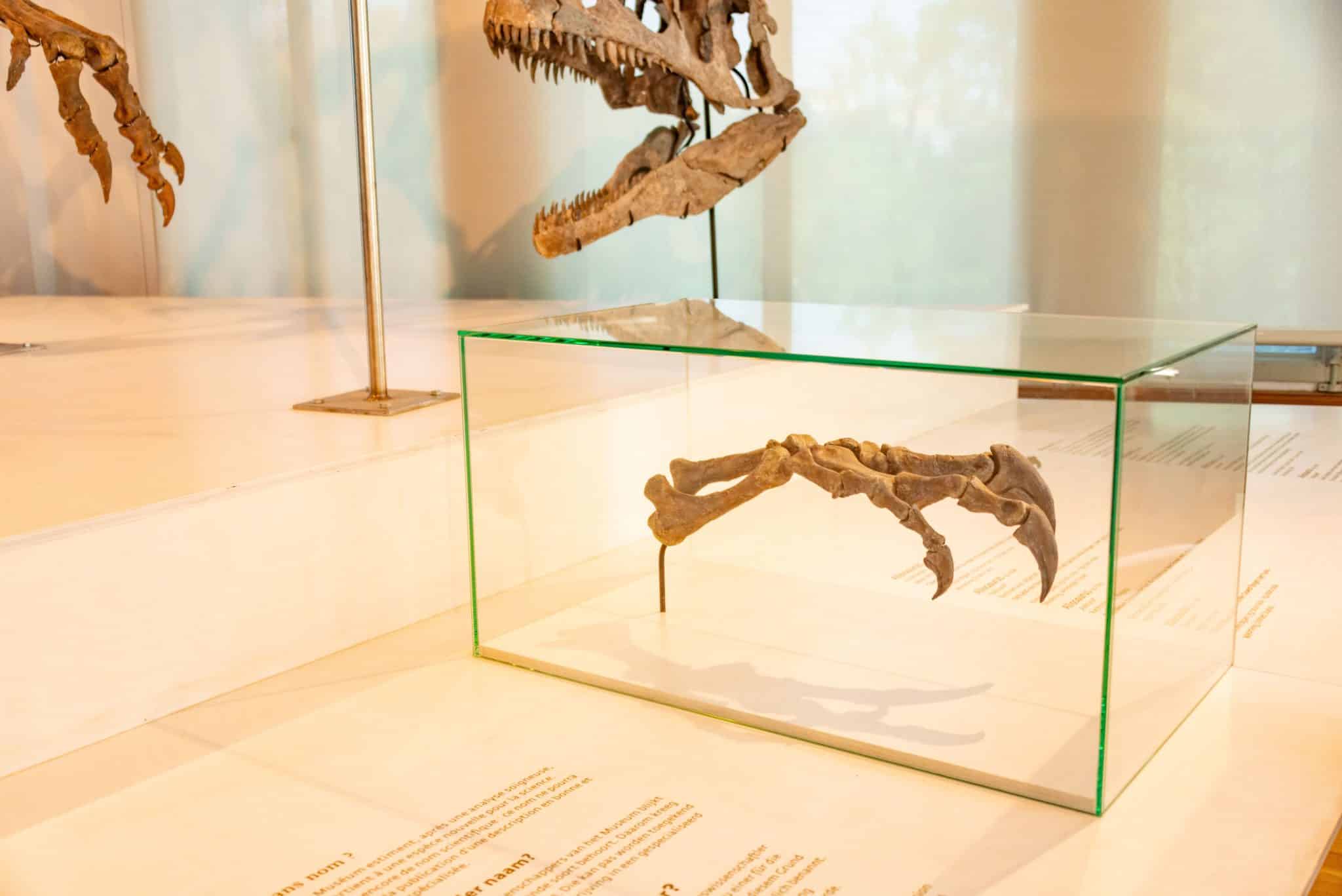 Why Modern Exhibition Quality Depends on Scientific Accuracy