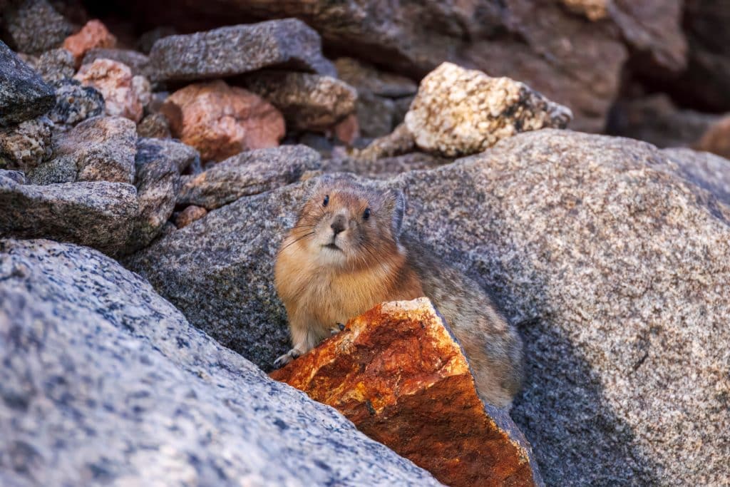 Nearly 19,000 Monthly Hantavirus Searches Make Colorado the Nation's 3rd Most Concerned State