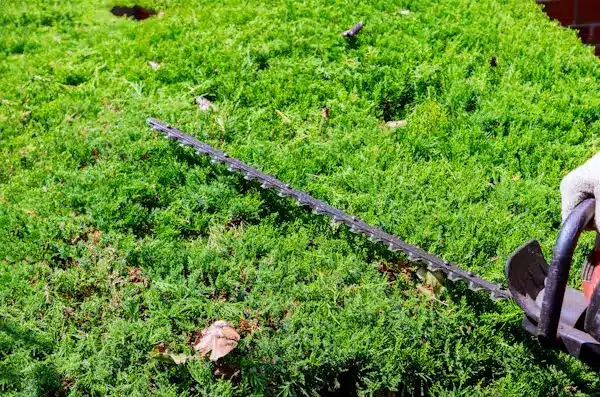 Hedge trimmer cutting through lush green foliage in a sunny garden setting