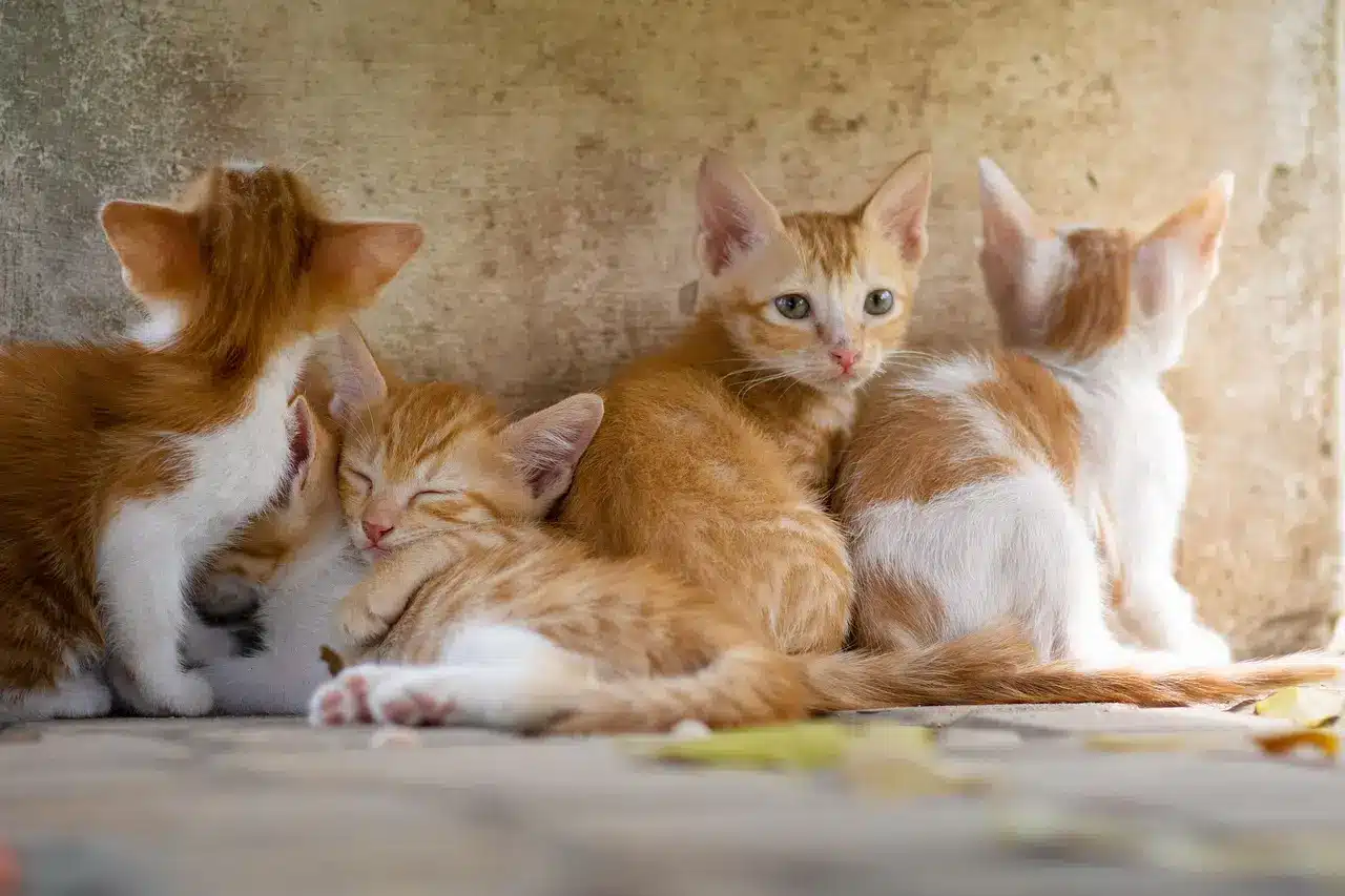 Orange and white kittens cuddling in a corner on a sunny day