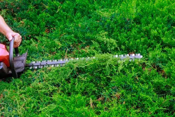 Hedge trimmer cutting green hedges outdoors with visible hand holding the tool
