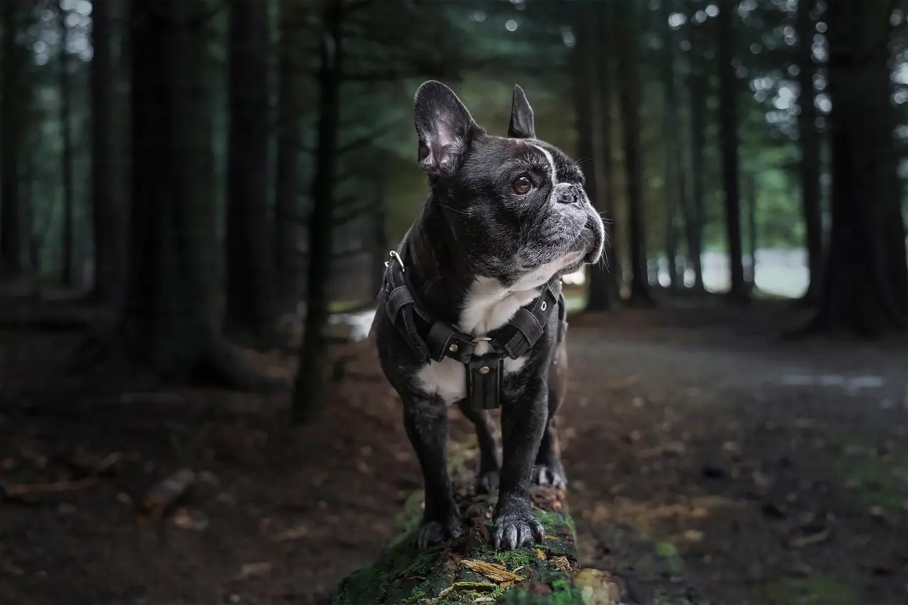 French bulldog wearing a harness standing on mossy log in forest setting