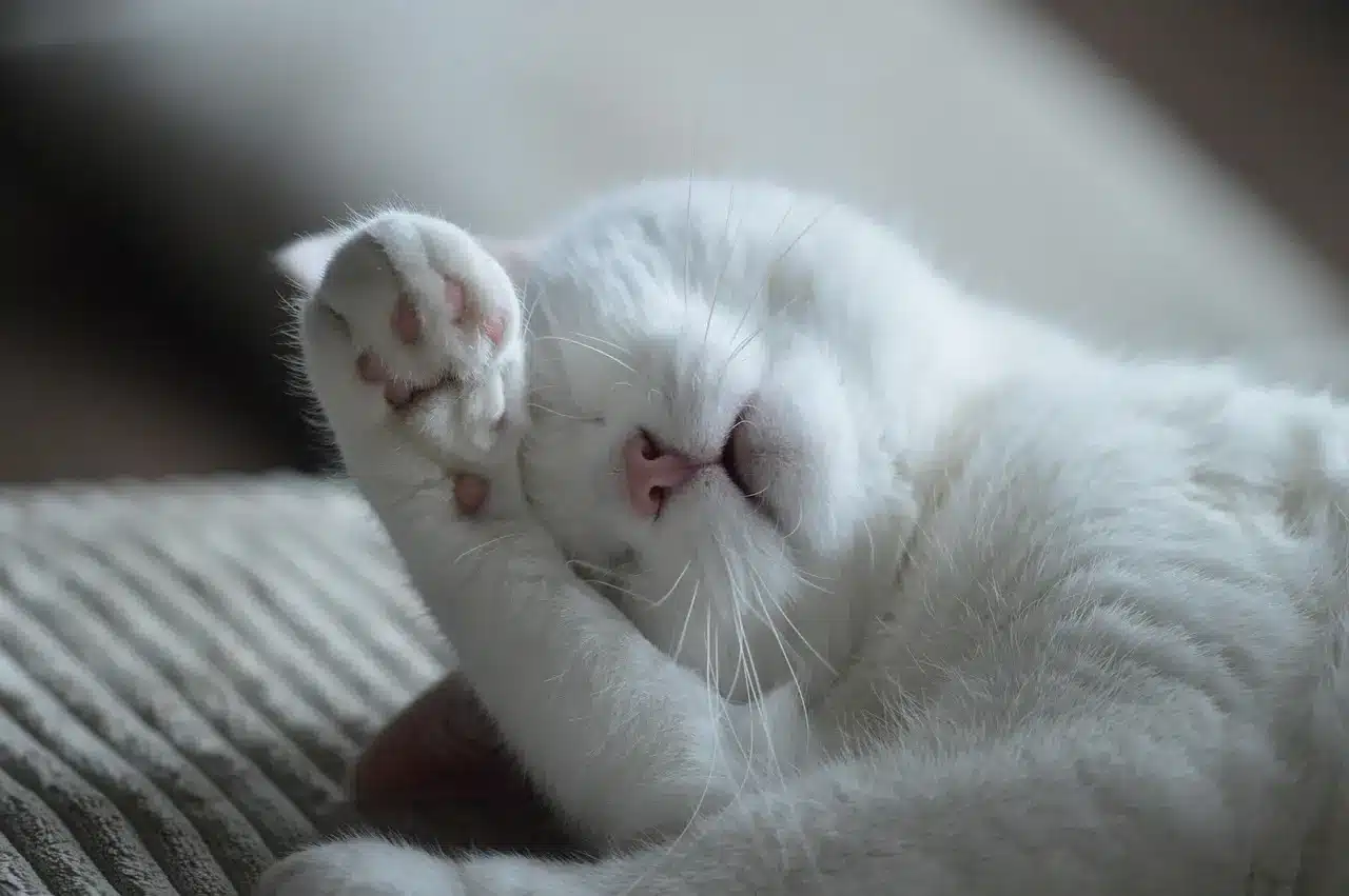 White cat sleeping with paw covering face on soft cushion surface