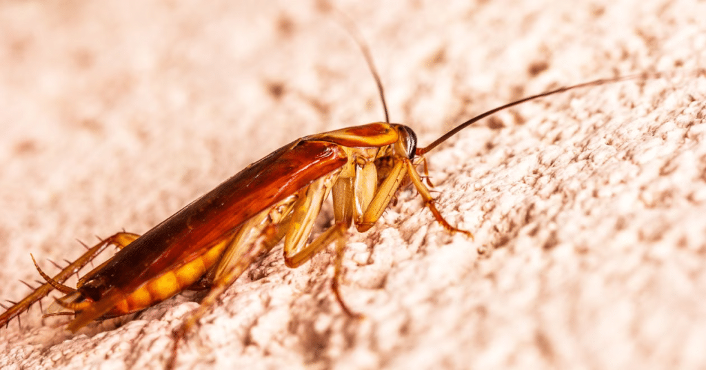 Close-up of a cockroach crawling on a textured beige surface in warm lighting