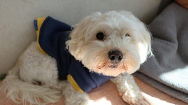 The Best Dog Friendly Hotels NYC: