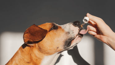 Choosing the Right Dog Supplement: A Guide to Improving Your Pup’s Well-being