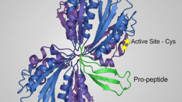 Role of Recombinant Cathepsin B Protein in Atherosclerosis Research