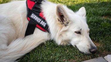 A service dog for autism resting in the grass
