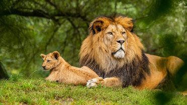 Where Wildlife Lovers Should Travel in South America in 2025